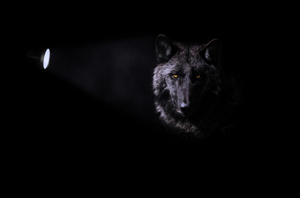 wolf on black background lightened wit a torch light from one side